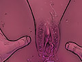 mancin