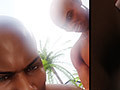cock