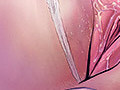 anus